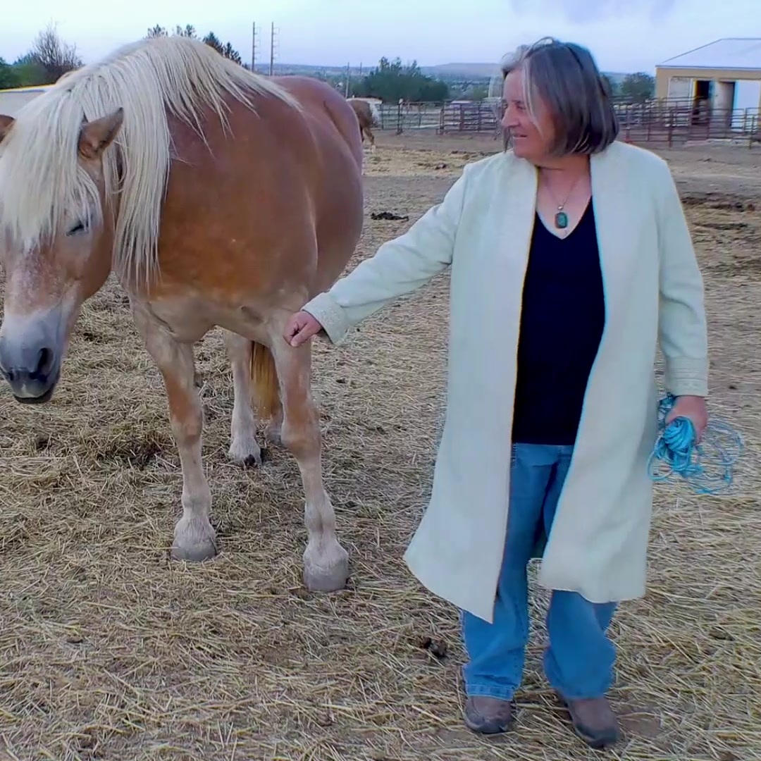 Catherine working with a horse on the ground