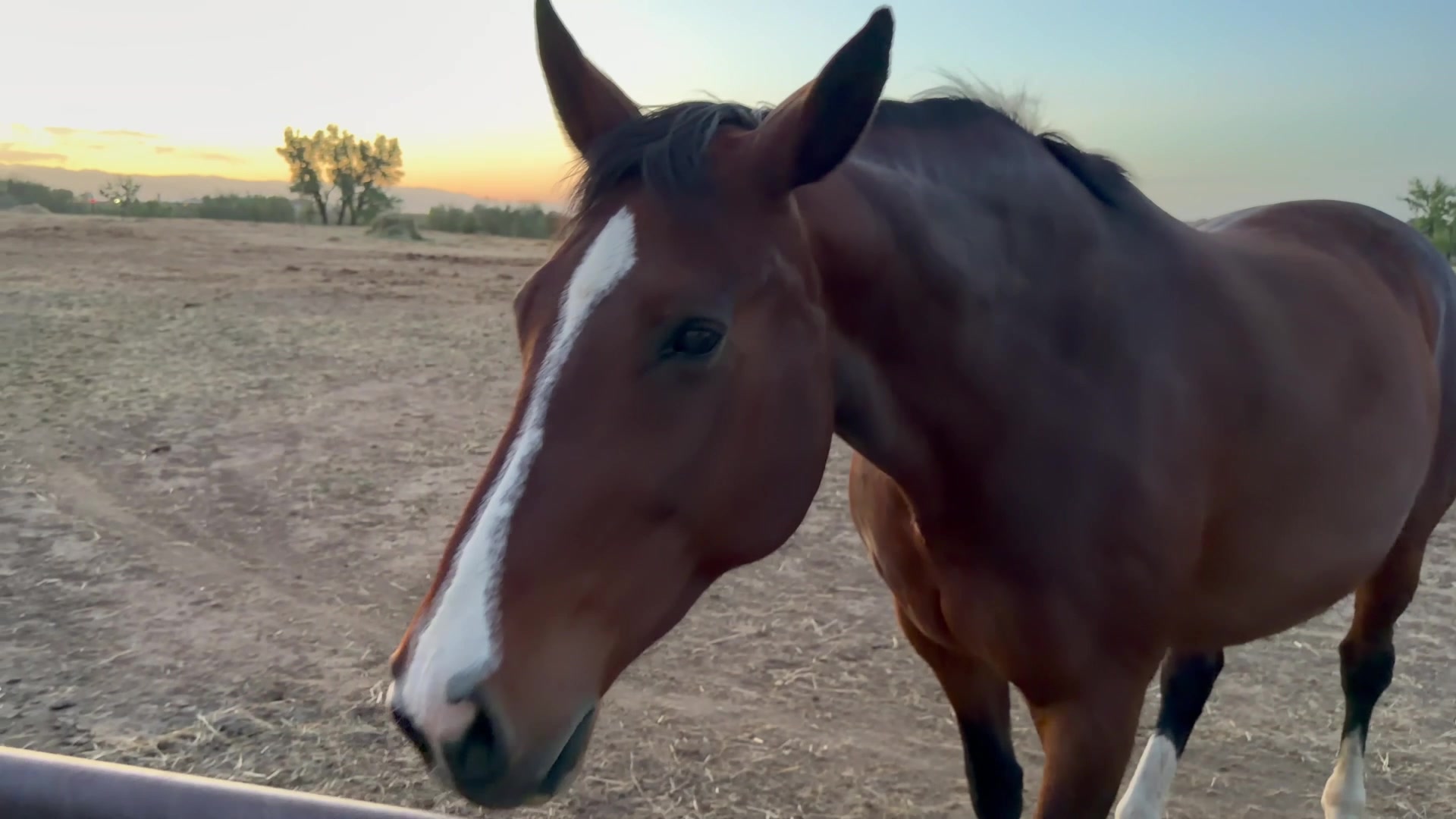 A horse at close range at first light